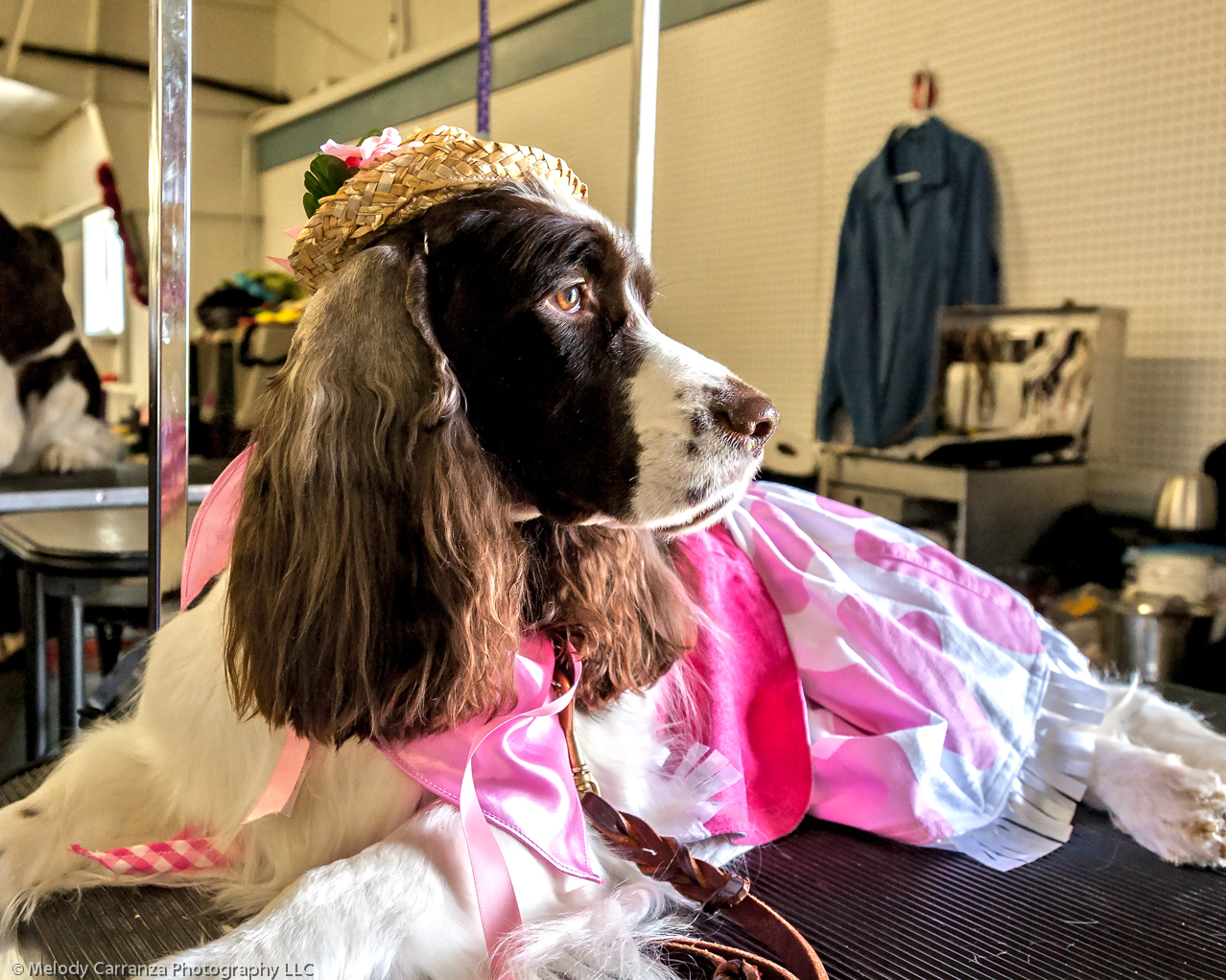 2014 WESSA Specialty Show | Obedience/Rally Trial