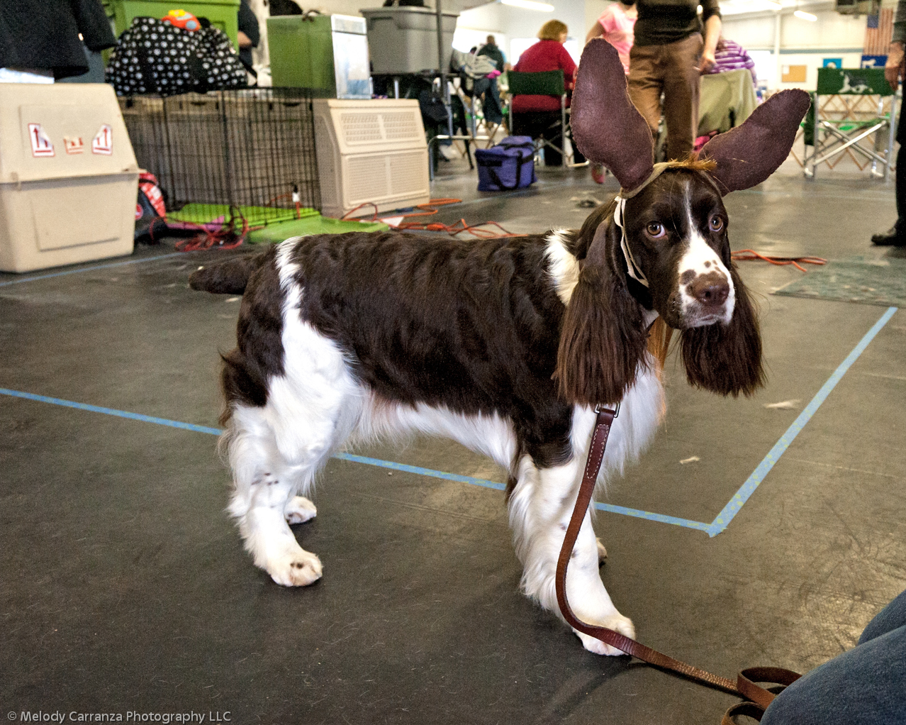 2014 WESSA Specialty Show | Obedience/Rally Trial