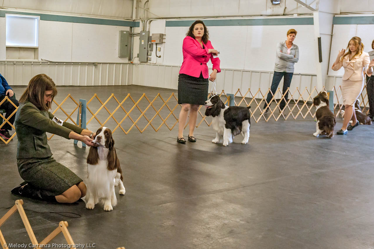 2014 WESSA Specialty Show | Obedience/Rally Trial